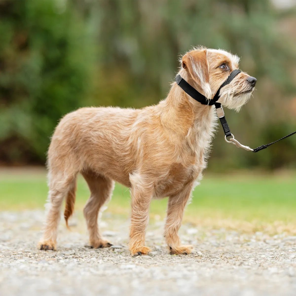 Gentle Leader Headcollar - Black