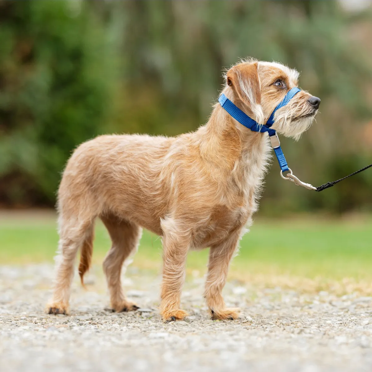 Gentle Leader Headcollar - Royal Blue