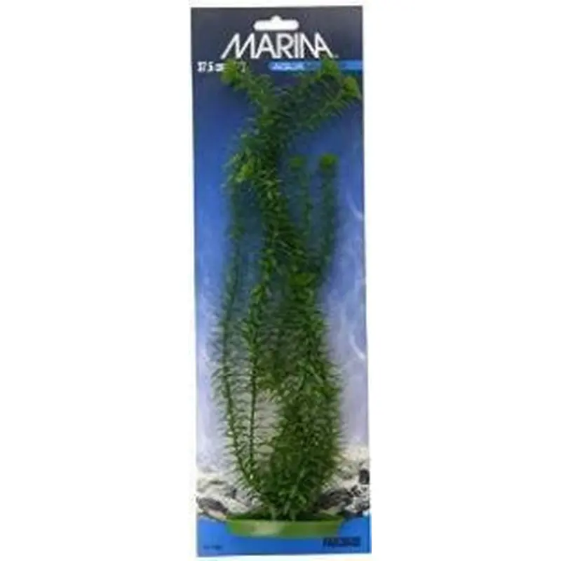 Aquascaper Anacharis Extra Large 15in Pp1503