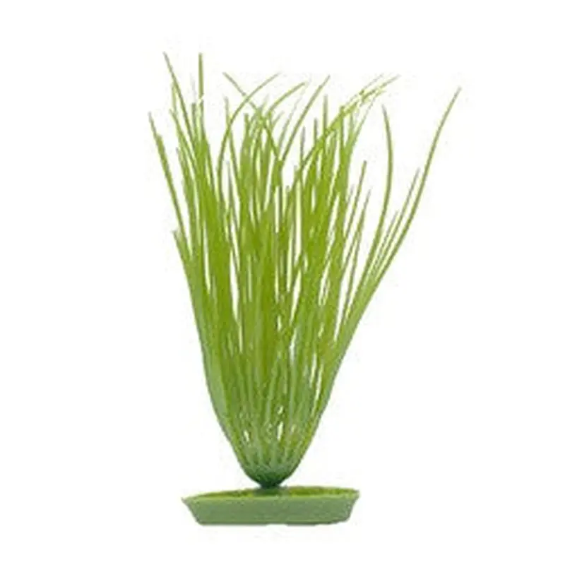 Aquascaper Hairgrass Medium 8in Pp811