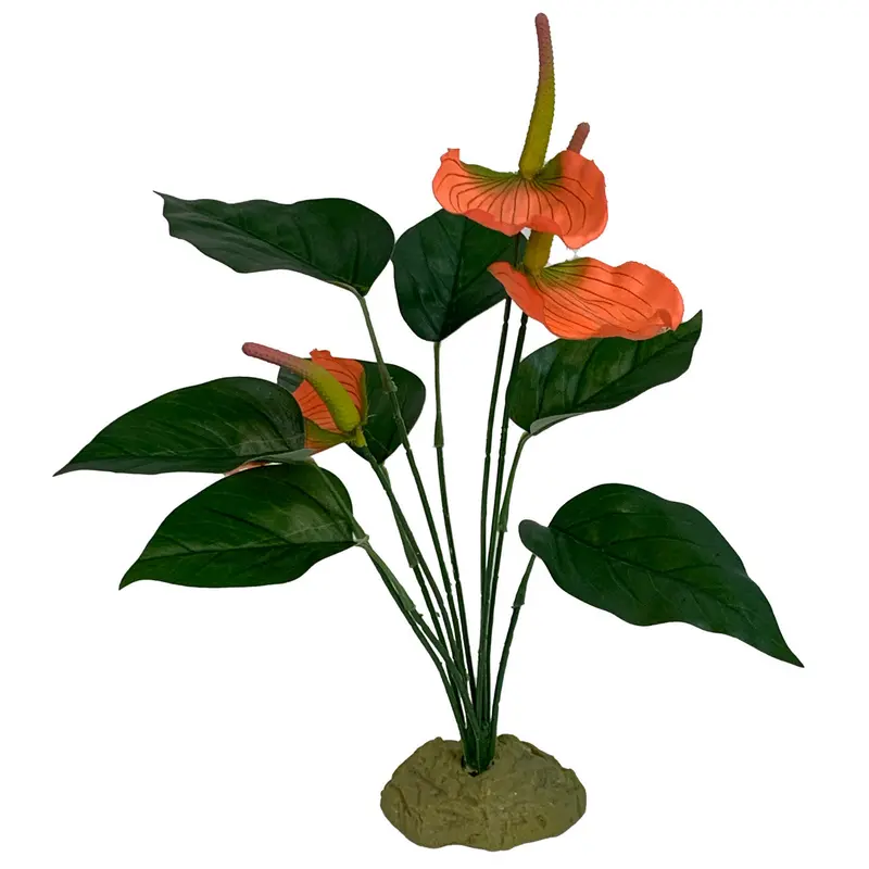Komodo Anthurium Bush w/ Gravel