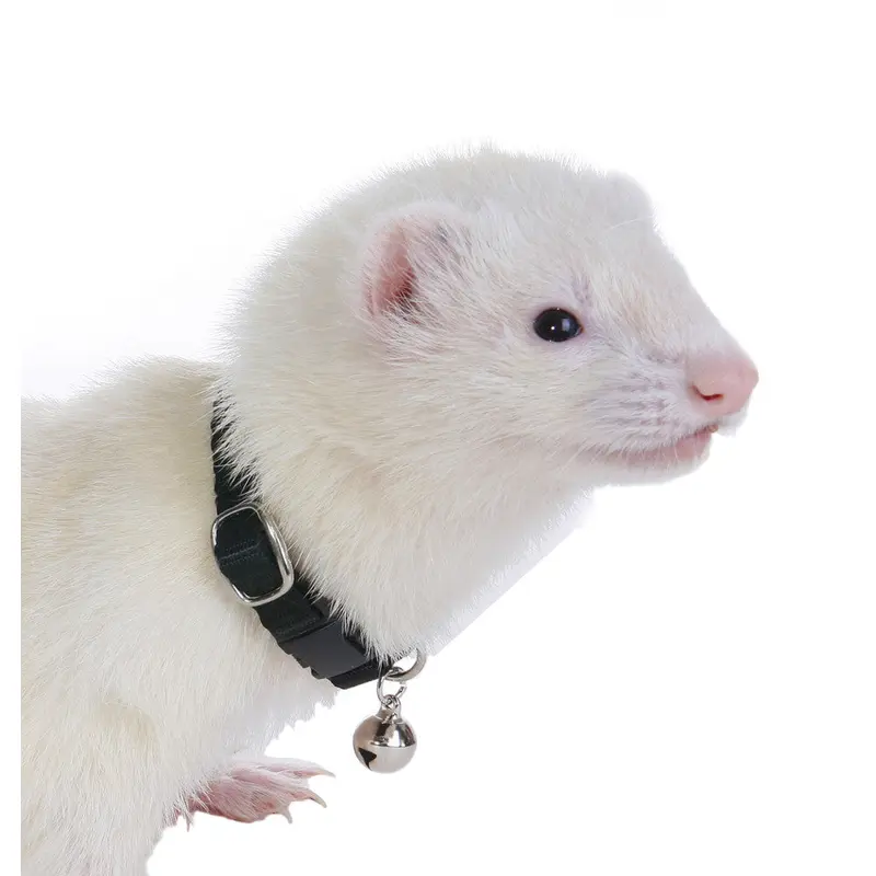 Marshall Ferret Bell Collar Black 3/8 in
