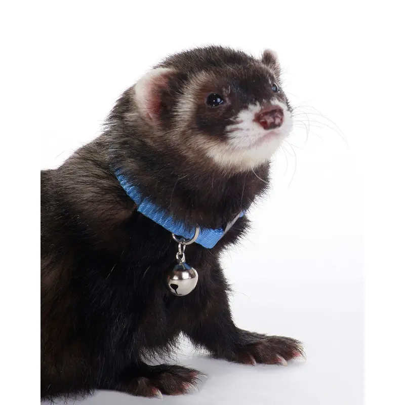 Marshall Ferret Bell Collar Blue 3/8 in