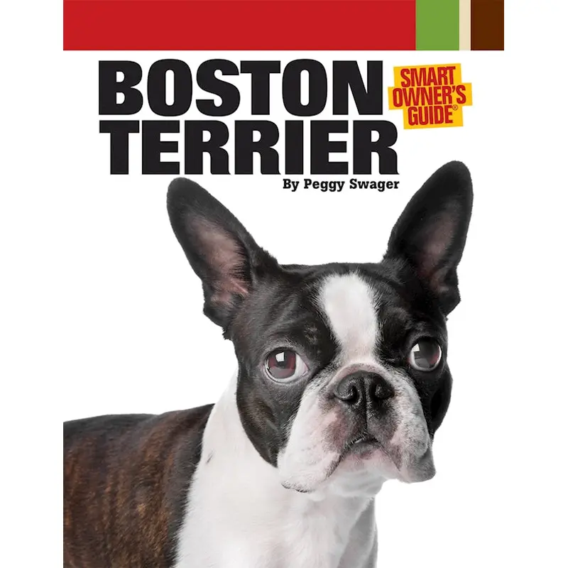 Boston Terrier