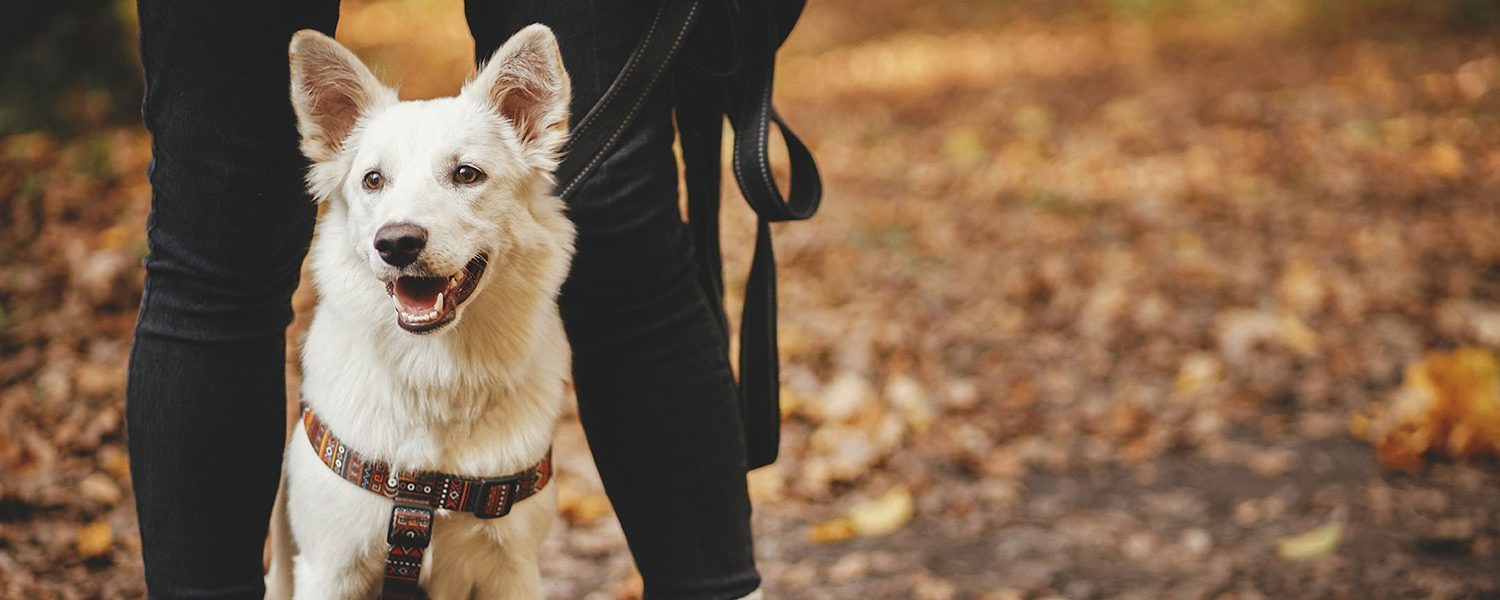 Large Dog Collars – Heavy-Duty & Comfortable + Half Price TX